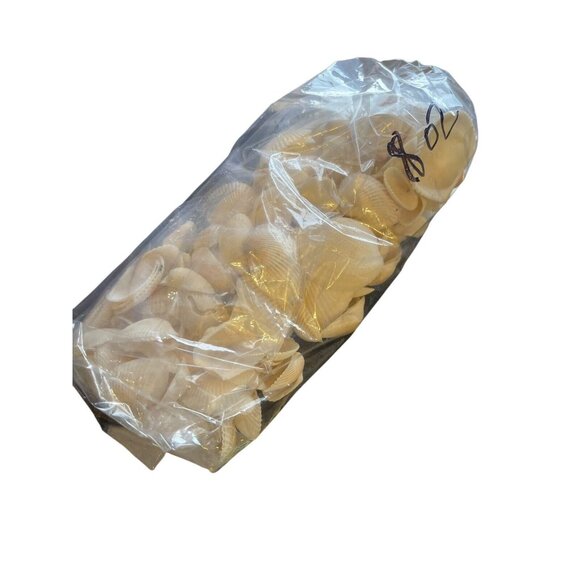 8 oz. Bul Natural Seashells Ocean Small White Clam Shell Crafts - Picture 4 of 5